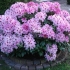 Kiedy kwitnie rododendron i co zrobić, jeśli nie kwitnie